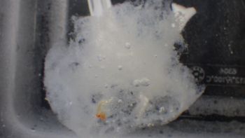 Media type: image;   Invertebrate Zoology 148163 Description: Live specimen.;
